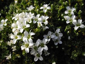 Arenaria tetraquetra